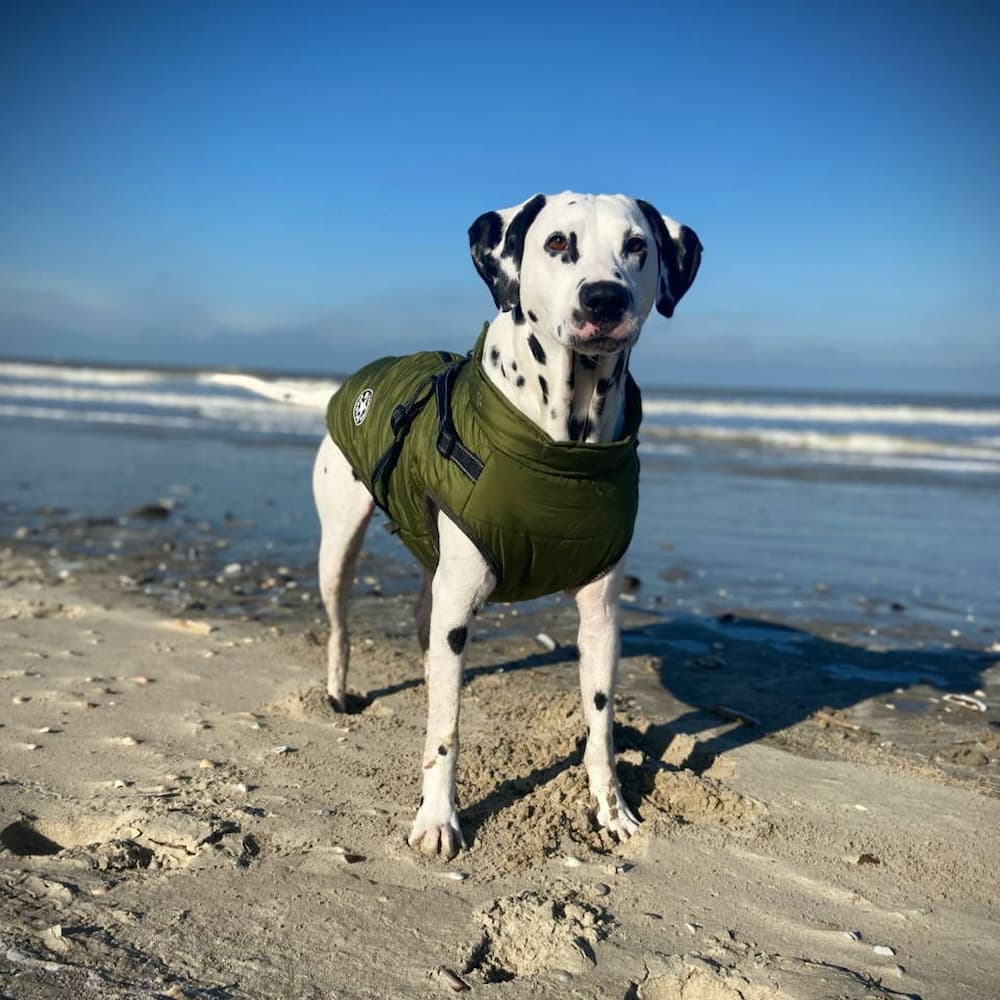 Vandtæt Parka til Hund - Beskyttelse & Stil