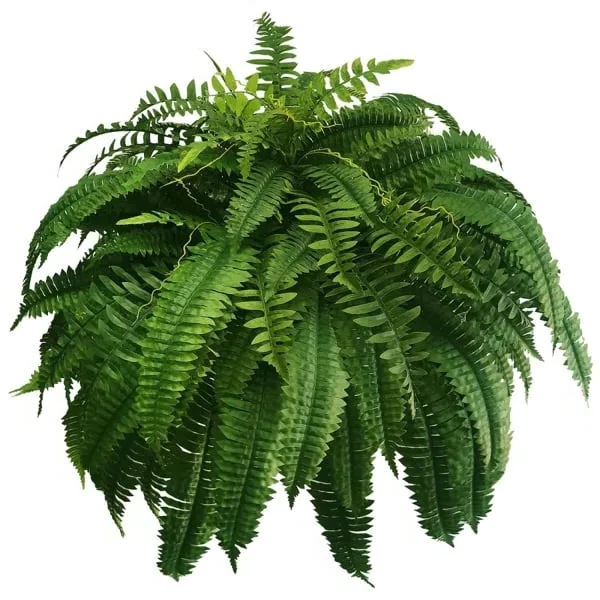 Artificial Decorative Fern – Realistic Look and Long Lasting