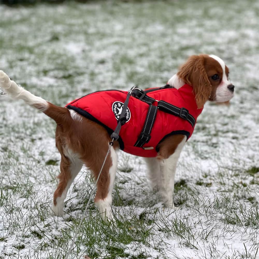 Vandtæt Parka til Hund - Beskyttelse & Stil