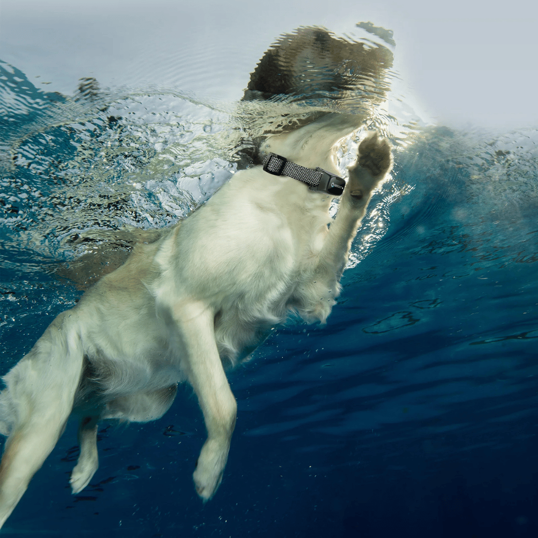 Halsband voor Honden - LED Afstandsbediening en Bereik 1000 m 