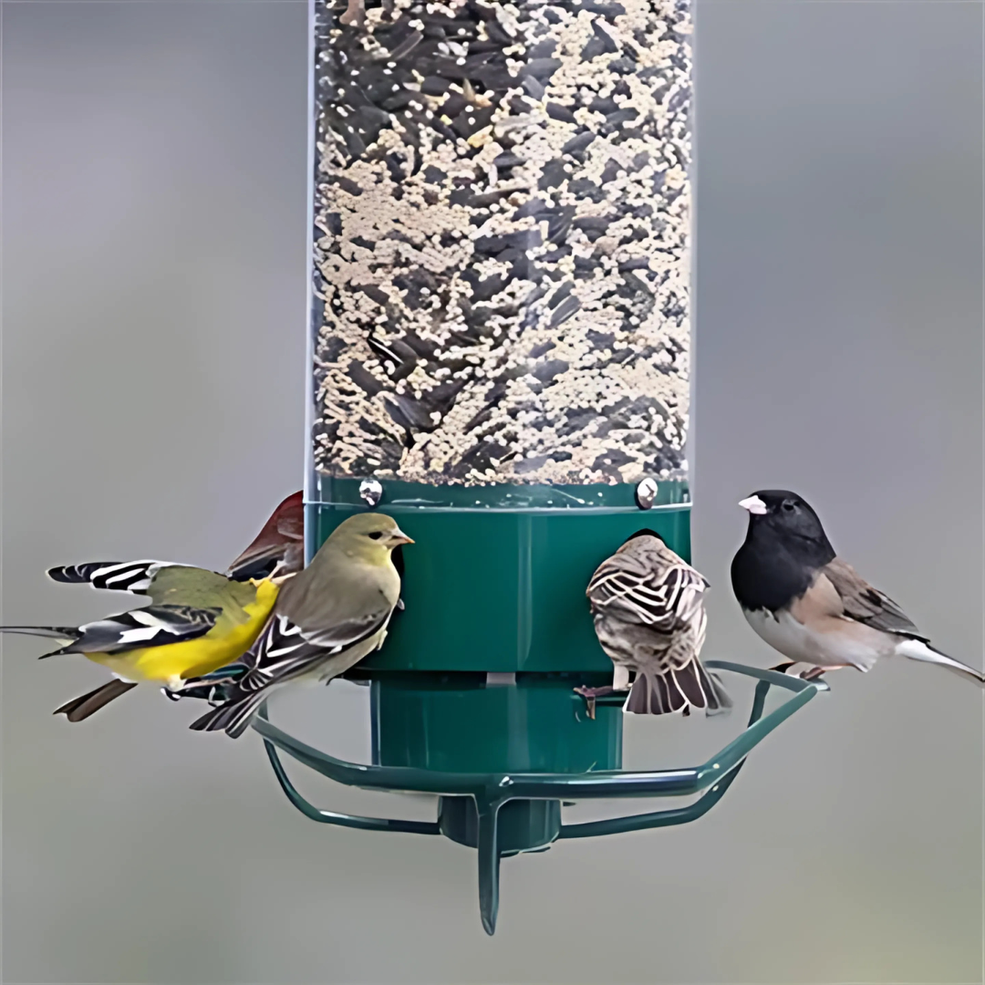 Mangeoire À Oiseaux Suspendue – Protection Anti-Écureuil Et Remplissage Facile