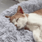 Cama aconchegante para gatos "Cloud 8" - o original