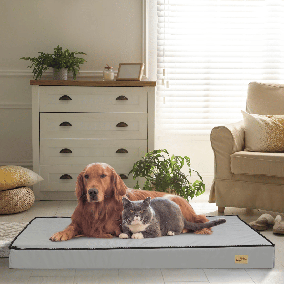 Hundebett Komfort – Ideal für Ruhe und Regeneration 